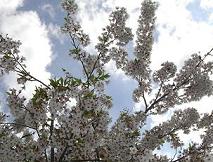 20110524.JPG
